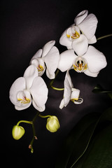 Flowers - Orchidea, Orchid, Phalaenopsis