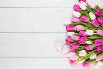 Pink tulip on the white background. Easter background.