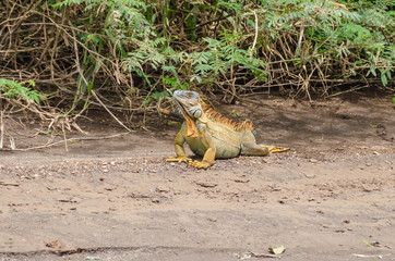 Green iguana  in Tortuguero National Park, Costa Rica