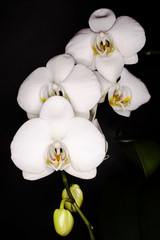 Flowers - Orchidea, Orchid, Phalaenopsis