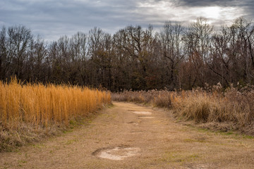 Walking through the park 