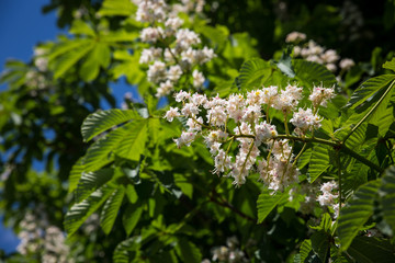 White spring tree blossoms