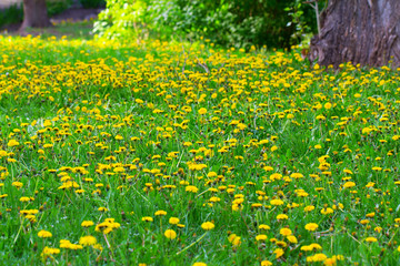 Obraz premium Dandelion field by the forest