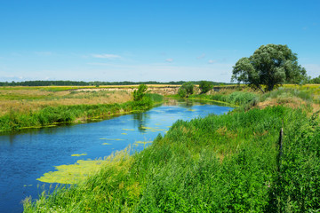 Fototapeta na wymiar Ukrainian summer landscape