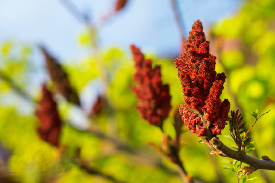 Buds of sumac