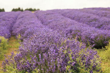 Obraz premium Lavender fields