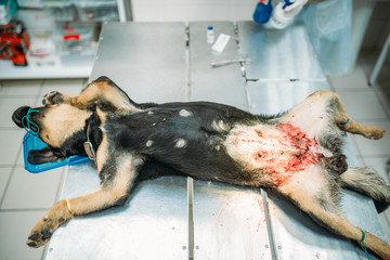 Dog on a surgery operation in veterinary clinic