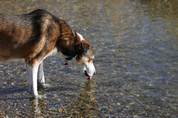 trinkender Hund