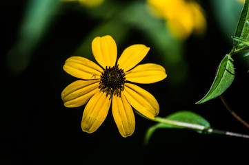 Obraz premium Yellow Flower