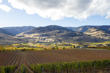 Oliver Okanagan Valley Vineyard British Columbia