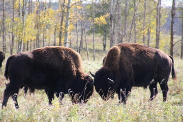 Bison Rut, Elk Island National Park, Alberta