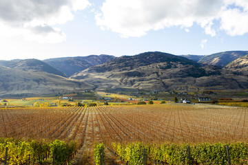 Oliver Okanagan Valley Vineyard British Columbia