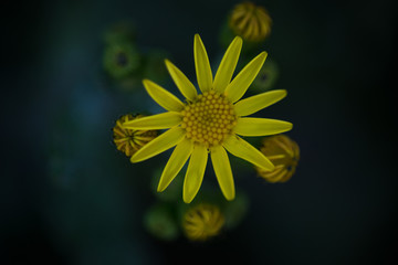 Dandelion in green grass
