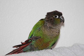 Green Cheek Conure