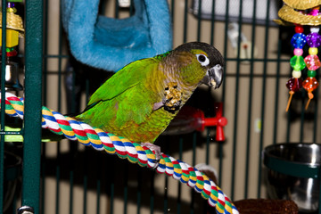 Green Cheek Conure Eating
