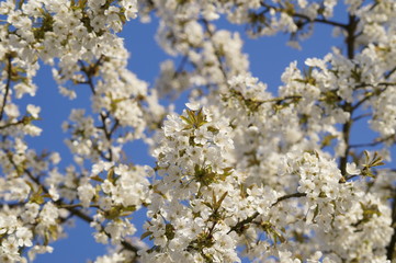 Blooming tree at spring