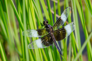 widow skimmer dragonfly perched on blade of grass