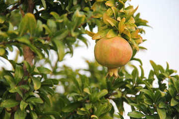 Pomegranate branch on tree