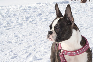 Italy, Trentino, Folgaria. Mountain, nice French bulldog plays on the ski slopes with his owner