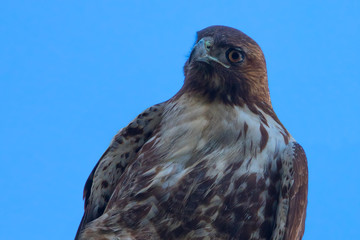 Very close view of a red-tailed hawk, seen in the wild in North California