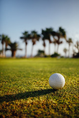 golf ball on green grass, palm trees on background