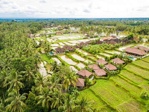 The Rice-fields In Ubud on the island of Bali In Indonesia