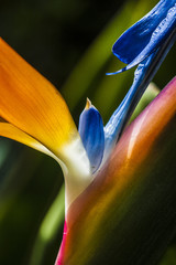 Bird of Paradise
