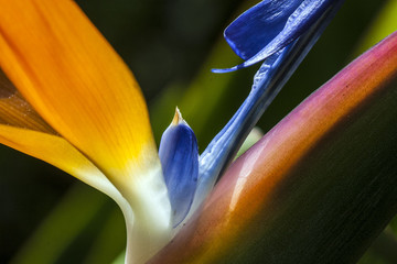 Bird of Paradise