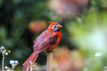 Male Cardinal