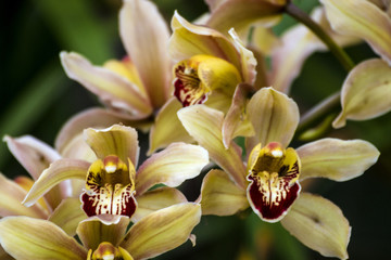 Orchid