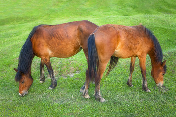 Naklejka na ściany i meble two brown horses grazing