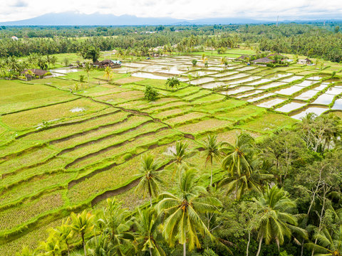 The Rice-fields In Ubud on the island of Bali In Indonesia
