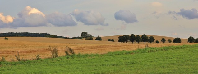 Obraz na płótnie Canvas Green meadow and field in Zealand, Denmark. Rural summer scene.