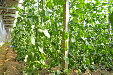 Melon grown in greenhouse