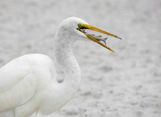 A Great Egret ( Ardea alba) eating a small fish on a sandy beach on the Gulf of Mexico at St. Pete Beach, Florida.