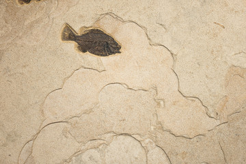 Fish fossil © Brett