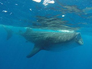 Obraz premium tiburon ballena 