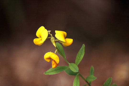 Yellow rattlebox flower also called rattleweed Crotalaria spectabilis