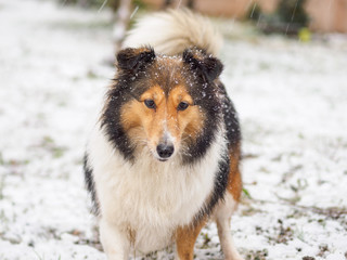 Dog, Shetland sheepdog, collie, standing on winter snow field, covered with white snow.