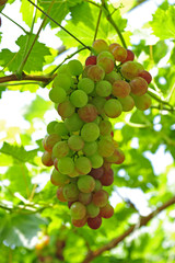 Ripe grapes in his vineyard