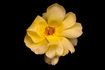 Fototapeta na wymiar Yellow camellia