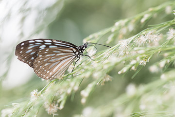 Butterfly on flower in nature outdoor