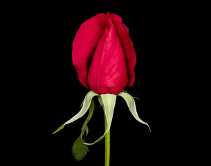 Red Rosebud 1