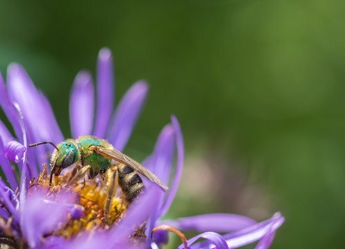 Metallic green sweat bee (halictidae) pollinating a purple aster