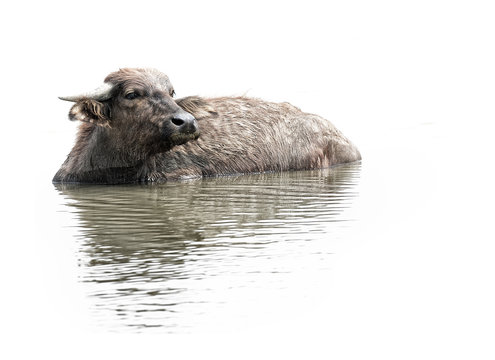 Water Buffalo In Southern Of Thailand Isolated On White Background