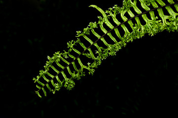  green fern leaves isolated on black background