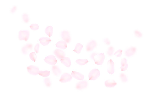 花びら　ピンク　桜　バラ