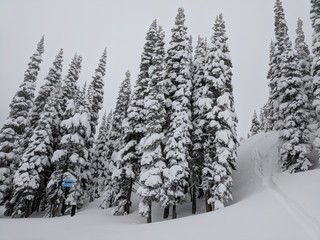 Trees laden with snow with grey clouds in the background