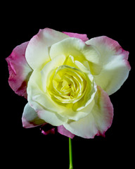 Fototapeta premium Rose