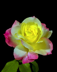 Fototapeta premium Rose